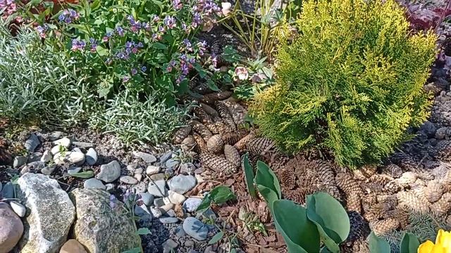 Обов'язково посадіть таку багаторічну квітку.Медунка (Pulmonаria) смотреть онлайн