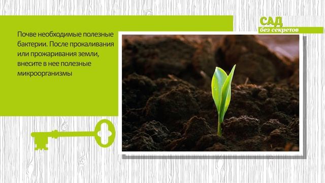 Как правильно обработать почву препаратами? Обеззараживаем грунт смотреть онлайн