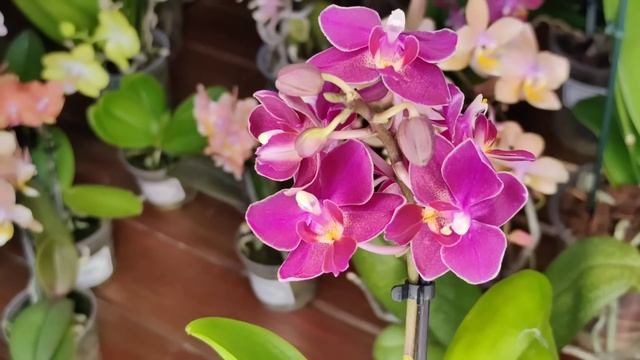 поставка ZEBOORHIDS , сортовые и мутированые фаленопсисы,30 .06.2023г.Отправка по всей России. смотреть онлайн