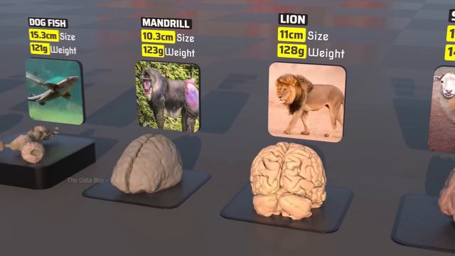 Brain Size Comparison 3D | Biggest Brain | Fictional Brain смотреть онлайн