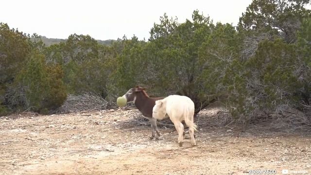 Maya witnesses a great battle between her donkeys at Alveus смотреть онлайн