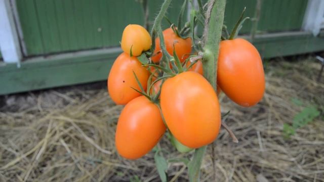 Сорт - "ЧУХЛОМА" . Томаты от Фёдора. смотреть онлайн