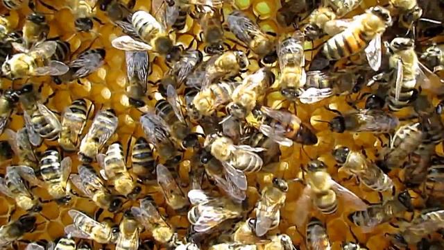 Отводки пчел весной Майские отводки Метка маток смотреть онлайн