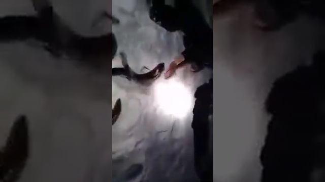 Ловля налима Вятка смотреть онлайн