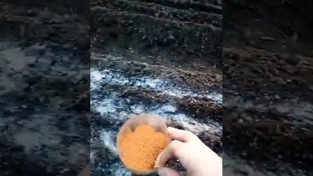 Как правильно сажать лук севок и чтоб не одолела луковая муха) смотреть онлайн