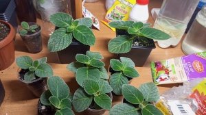 Чем и когда  удобряю свои глоксинии ,бегонии,перевалка моих ростений.