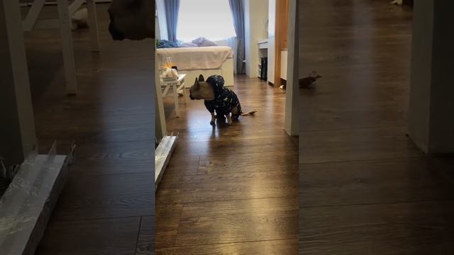Костюмчик так се 😂 Приколы с животными 😅 Французский бульдог Булли 🐷 Смешное видео. смотреть онлайн