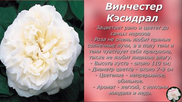 Розы Дэвида Остина смотреть онлайн