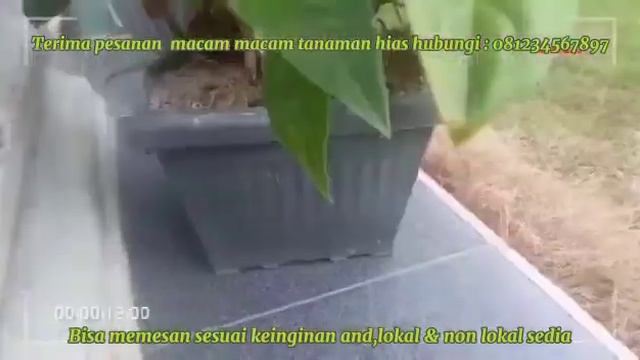 video promosi tanaman hias sederhana ( tugas PKWU kelas X MIPA 2) смотреть онлайн