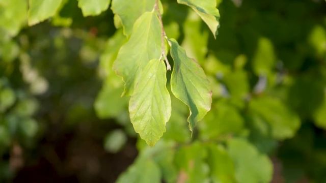 Parrotia persica - Persian Parrotia смотреть онлайн