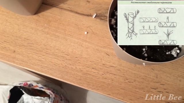 ДРАЦЕНА / ОБРЕЗКА И РАЗМНОЖЕНИЕ ДРАЦЕНЫ/   РАЗМНОЖЕНИЕ ДРАЦЕНЫ В ДОМАШНИХ УСЛОВИЯХ