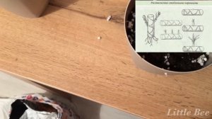 ДРАЦЕНА / ОБРЕЗКА И РАЗМНОЖЕНИЕ ДРАЦЕНЫ/   РАЗМНОЖЕНИЕ ДРАЦЕНЫ В ДОМАШНИХ УСЛОВИЯХ