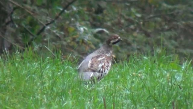 Домашний ужин для всей семьи 