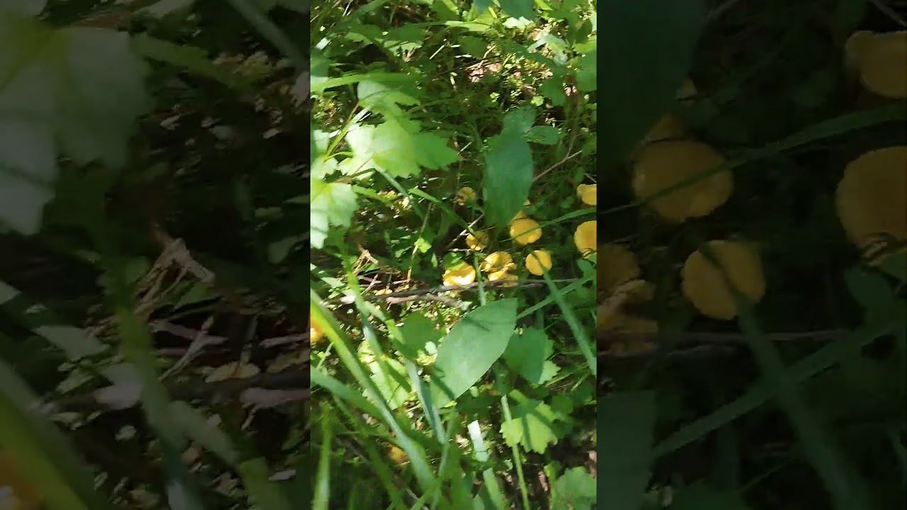 Грибы 2024.Лисички . #shortvideo #грибы #лисички смотреть онлайн