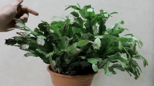 CACTUS DI NATALE, SUPER FIORITURE E TRUCCHI PER FARLA "RESUSCITARE", NATALINA thanksgivincactus смотреть онлайн