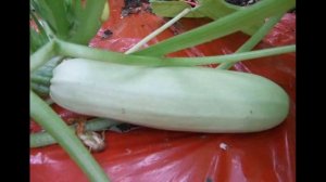 Обзор сорта кабачка «Якорь» (характеристики, свойства, фото)