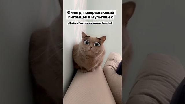 Фильтр, превращающий питомцев в мультяшек, и выглядят результаты так, что им самое место в Диснее! смотреть онлайн