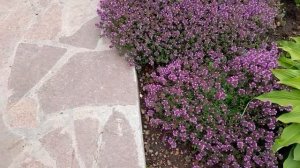 #почвопокровники #тимьян #чабрец / Тимьян ползучий. Роскошное цветение