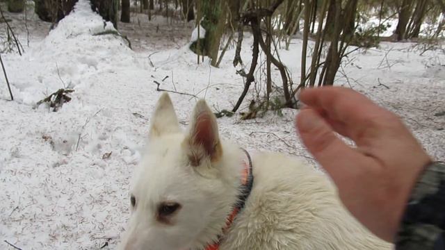 Соболь/Лайма/Злата/В Лесу/ смотреть онлайн