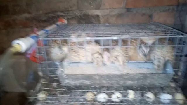 Мнение (отзыв) заводчика о породе перепелов Феникс смотреть онлайн