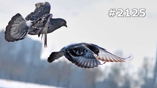 #2125. Голуби (В мире животных) смотреть онлайн