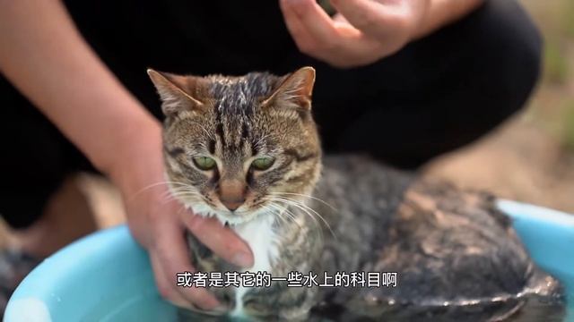 第一次下水洗澡的猫咪，眼神超凶的看着铲屎官，最后居然开始享受泡澡 смотреть онлайн