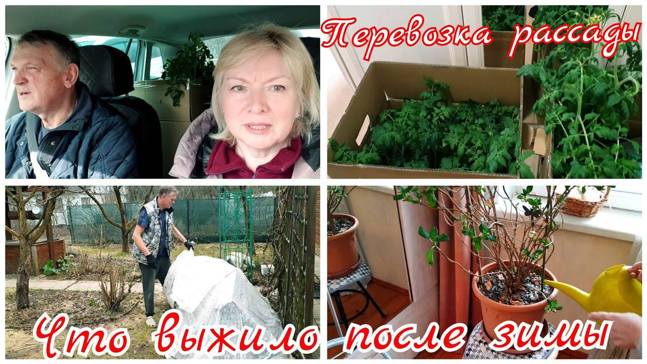 Vlog Перевозим РАССАДУ на ДАЧУ Как все перезимовало.Первые подкормки ПРОРВАЛО ВОДУ смотреть онлайн