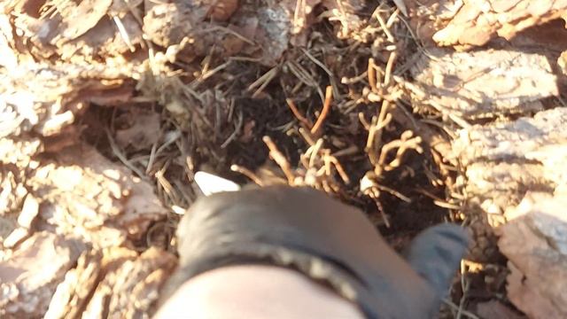 Мой маточник гортензий весной. Ошибки при посадке . Как резать ? 🤷♀️😱 смотреть онлайн