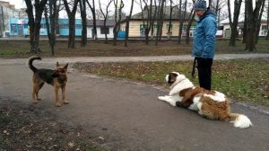 Очень культурная и воспитанная собака. Московская сторожевая и овчарка.