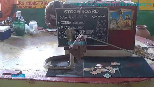 Cobra Venom Extraction | গোখরো সাপের বিষ | Chennai Snake Park | Chennai Crocodile Bank| Chennai Tou смотреть онлайн