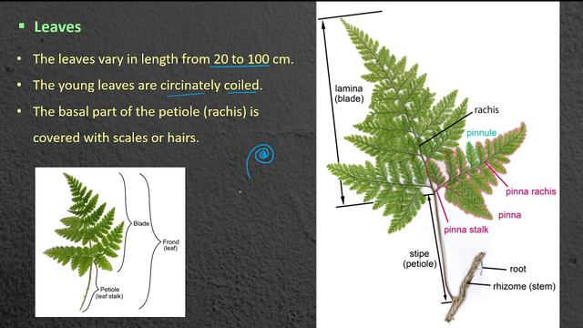 Pteridophyta || Pteris || Sporophyte || External Morphology || Botany || B. Sc. & M. Sc.