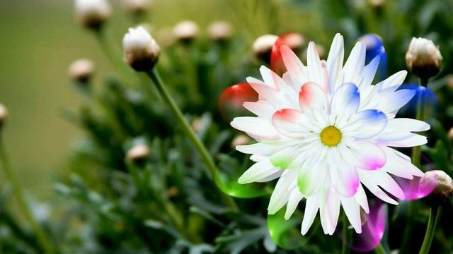 HD Footage Футаж Ромашка смотреть онлайн