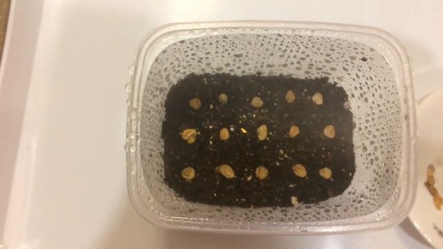 Диморфотека 10.03.18 Посев и пикировка диморфотеки смотреть онлайн