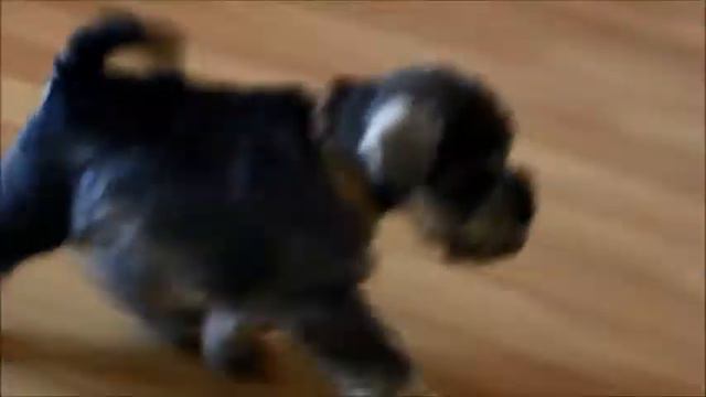 puppiesOfzwergschnauzer смотреть онлайн