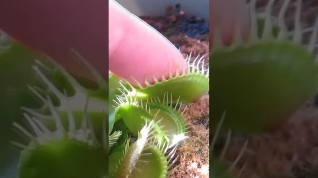 Астральное прозрение