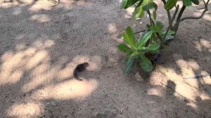 Cinnamon Bey Beruwala 5* /2023/ Шри Ланка и прилежащая территория