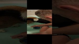 Бигль Молния Маквин