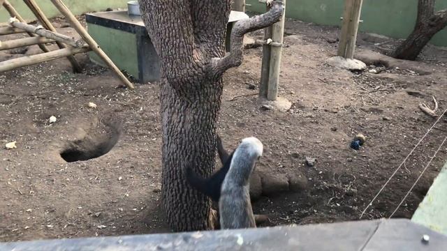Honey Badger Stoffel and his son Stompy, Moholoholo Animal Rehabilitation Centre, 2017 смотреть онлайн