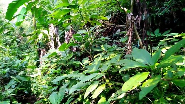 BULE BERKEMAH DI GUNUNG PUNTANG ?️?️- BANDUNG (AMAZING CAMPING IN PUNTANG MOUNTAIN⛰️?️ BANDUNG?️) смотреть онлайн