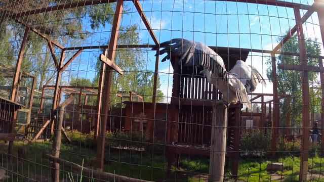 Зоопарк ЛІМПОПО у Меденичах - не очикував таке побачить! смотреть онлайн