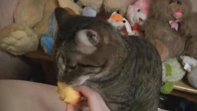 Вечно голодный кот. Часть 1 кушаем малину, винегрет и нектарин.