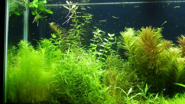 55 Gallon Planted Aquarium After Trimming смотреть онлайн