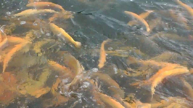 Форелевое хозяйство смотреть онлайн