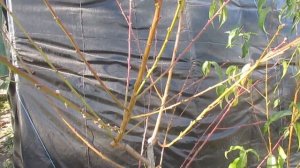 О срезах на персике и абрикосе.  Оставлять пеньки или нет.