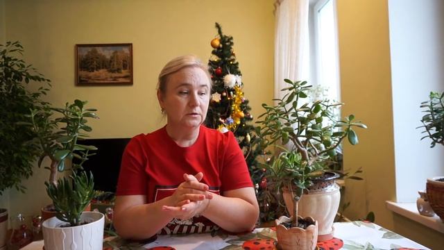 Уход за суккулентами в зимний период покоя. смотреть онлайн