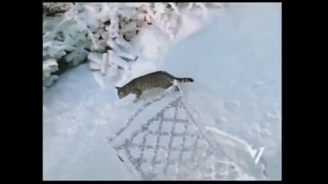 Как менялась реклама Вискаса с 2004 года смотреть онлайн