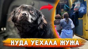 Чем закончилась история, после спасения Жужи?