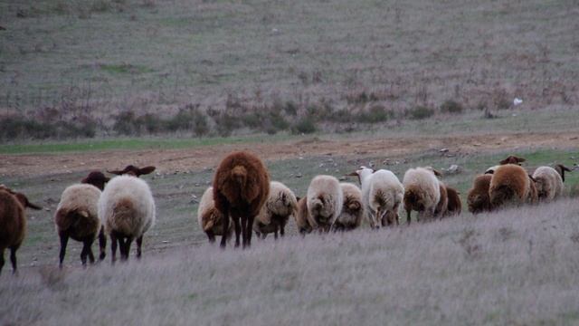 Янардаг фото.mpg