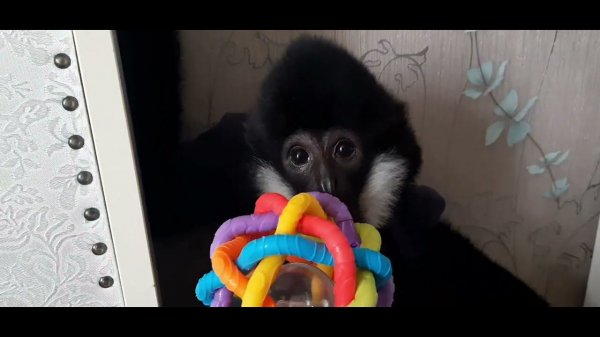 Гиббон в гостях, продолжение...#обезьяна #monkey #petmonkey