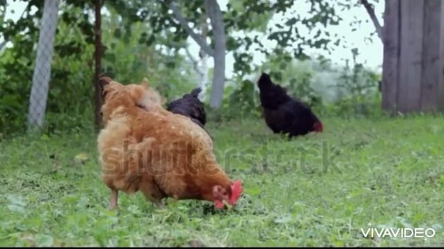 ДОМАШНИЕ ЖИВОТНЫЕ | развивающий мультик для детей | учим животных весело| для самых маленьких смотреть онлайн